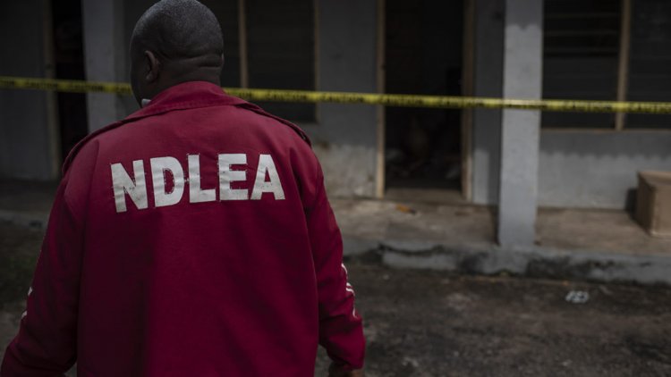NDLEA arrests 302 suspected drug traffickers in Kaduna in 3 months