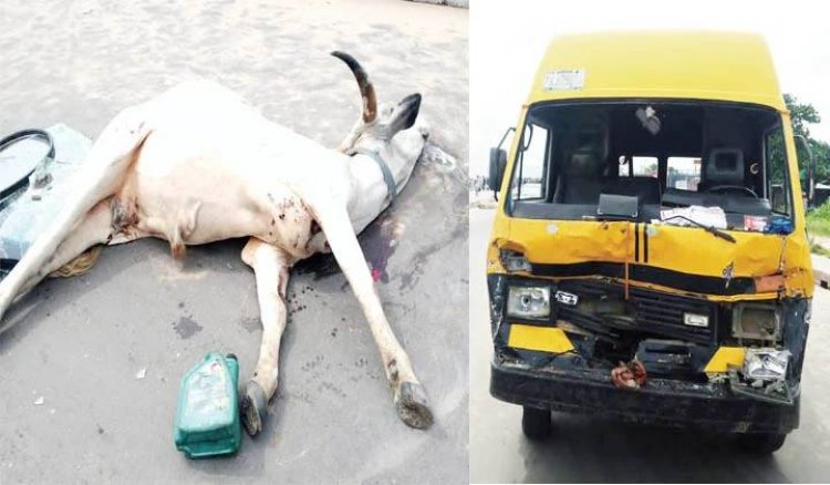 Two herders arrested for killing Lagos resident over crushed cow